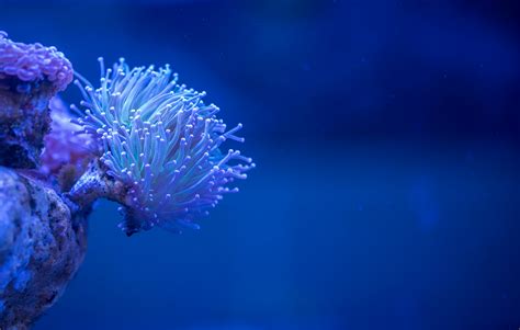 Coral Reef Hd Wallpapers