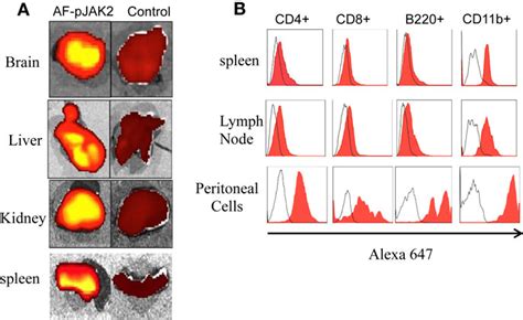 Tissue And Immune Cell Localization Of Alexa Fluor Conjugated