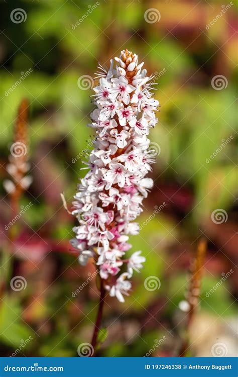 Persicaria Affinis `superba` Stock Photo Image Of Beauty Flora