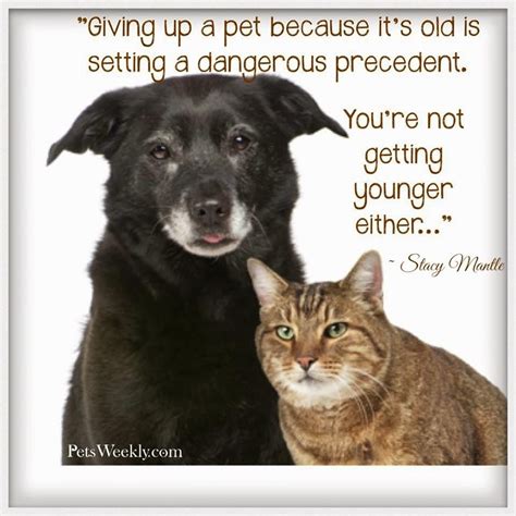 Caring For Your Senior Dog