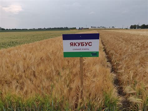 Озимий ячмінь ᐈ ЯКУБУС - замовити посівний матеріал NPZ Україна