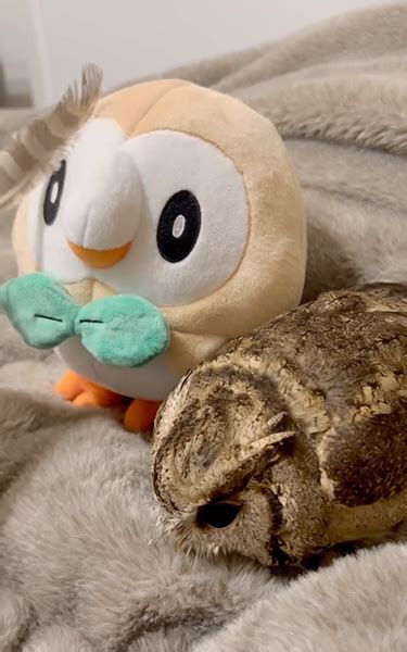 フクロウが大好きなモクローとぴったんこ！ 一緒に入られて幸せ～な光景に「同じ体制なの可愛すぎか」「尊い！」 ねとらぼ