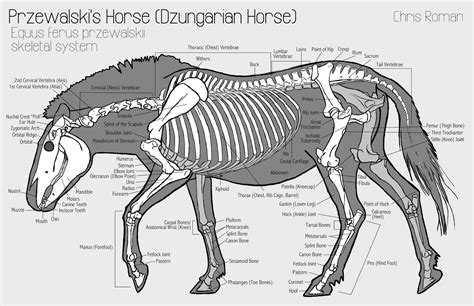 11 best Horse Anatomy images on Pinterest | Horse anatomy, Veterinary ...