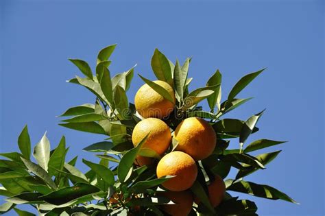 Orange tree with fruits stock photo. Image of branch, green - 7479934