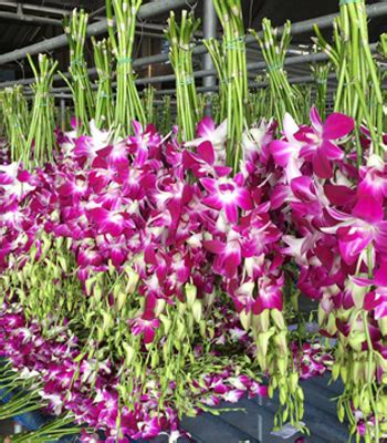 Royal Thai Orchids – Best Quality Orchids Flowers Fruits Thailand