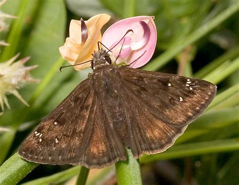 Horace S Duskywing Erynnis Horatius BugGuide Net