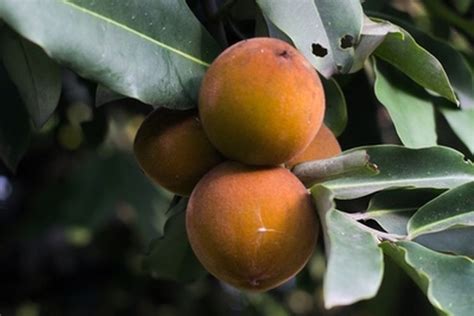 Foto Jenis Buah Langka Yang Sulit Ditemukan