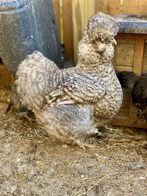 6 Show Quality Silkie Chicken Fertile Hatching Eggs All Colors Bearded