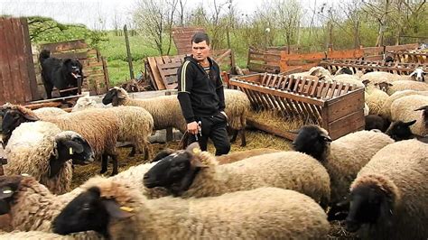 200 DE OI SI CIOBANESTI CORBI LA STANA LUI IULICA BALAN DIN GRINDASI