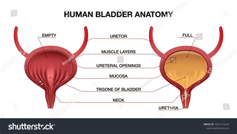 Bladder Anatomy