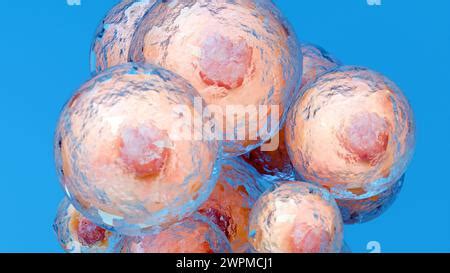 Fat Cells Illustration Fat Cells Adipocytes Or Lipocytes Are The