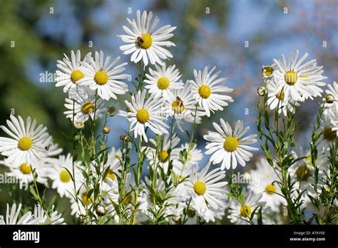 Daisy Stock Photo - Alamy
