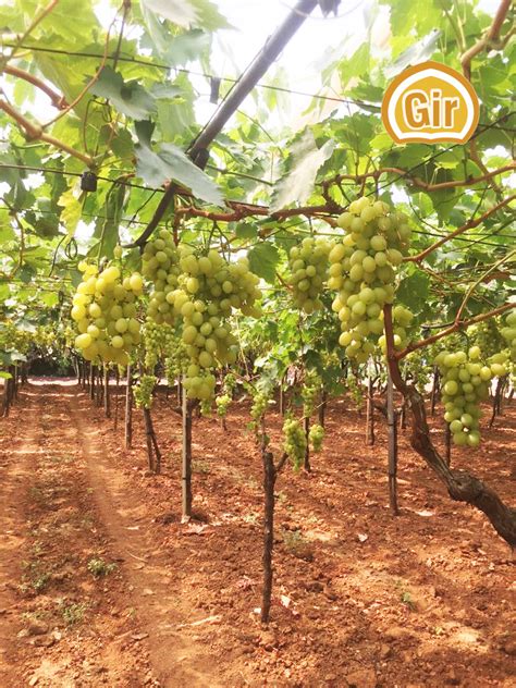 Uva Vittoria Di Grottaglie Qui Su Un Vigneto Di Ben Anni All