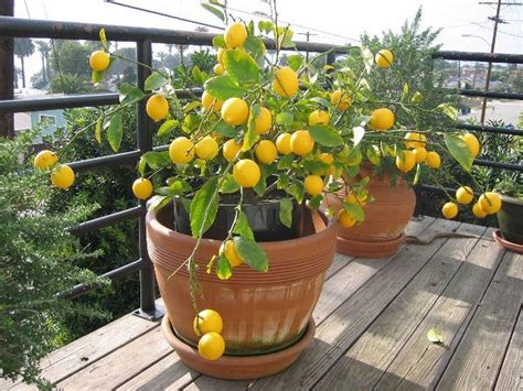 Alberi Da Frutto Nani Jardineriadelvalles