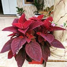 Jual Tanaman Hias Red Coleus Taman Miana Ingler Bakul Kembang