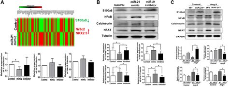 MiR 21 Upregulation Exacerbates Pressure Overload Induced Cardiac