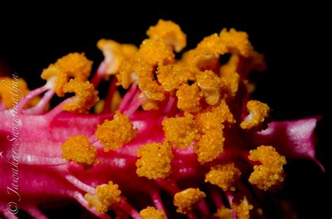 Anatomy of a Hibiscus – Part 2 (Extreme Macro) – Juridicious