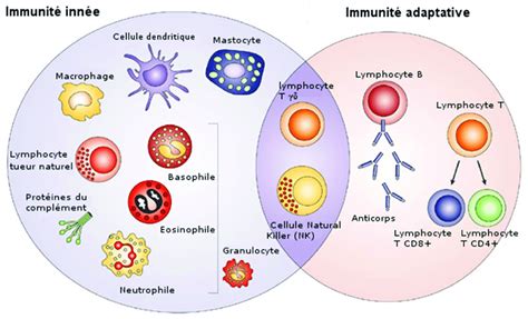 Sch Ma Des Cellules Appartenant Au Syst Me Immunitaire Inn Et