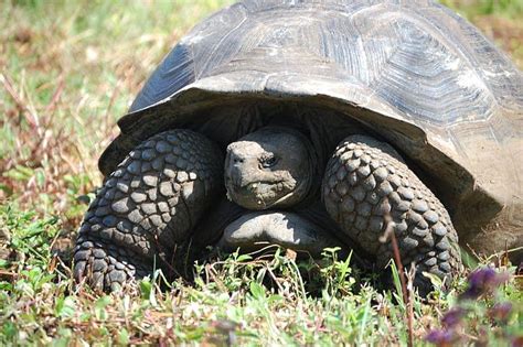 Aldabra Giant Tortoise A Z Animals