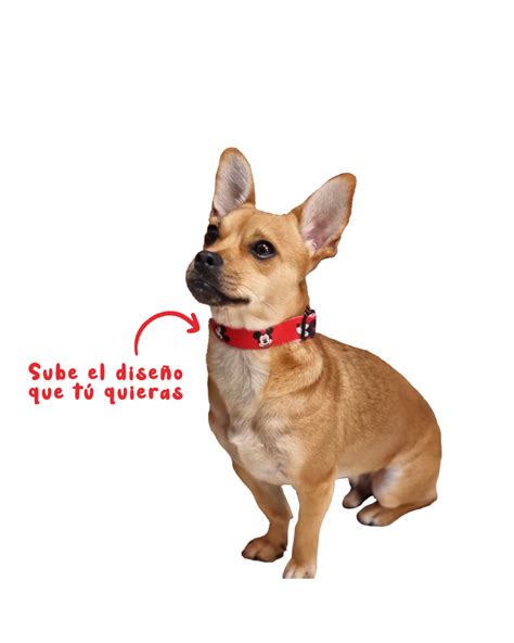 Collar Personalizado Para Perro Ajustable Y Regulable