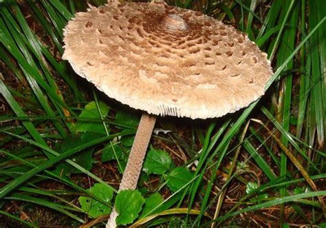 Гриб зонтик: фото и описание, съедобные и ядовитые разновидности