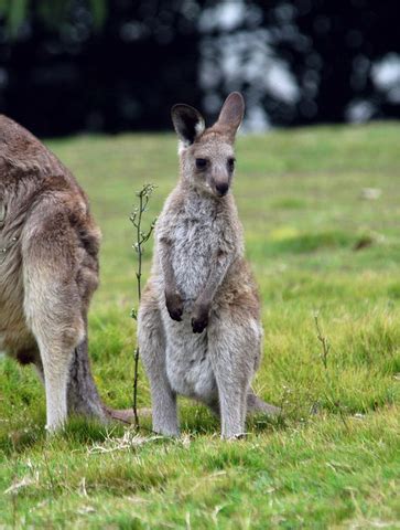 ADW: Macropus giganteus: PICTURES