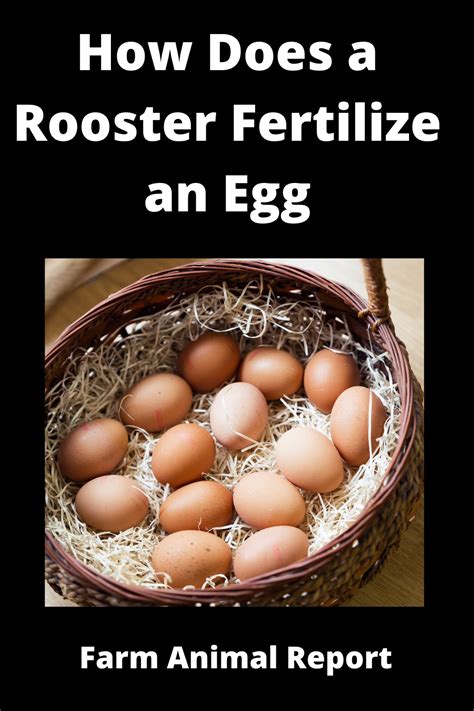 7 Scientific Steps How Do Roosters Fertilize Eggs Pdf Roosters