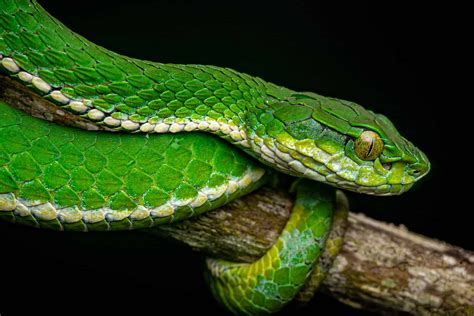 11 Enigmatic Facts About Large Scaled Pit Viper