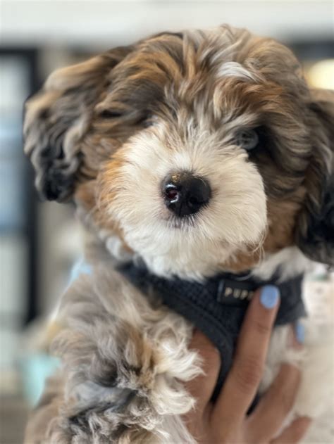 How to Train Your Puppy to Use a Potty Pad! — The Puppy Academy