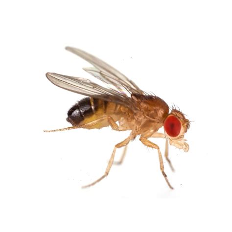 Melanogaster Fruit Flies Super Cricket Farms Canada