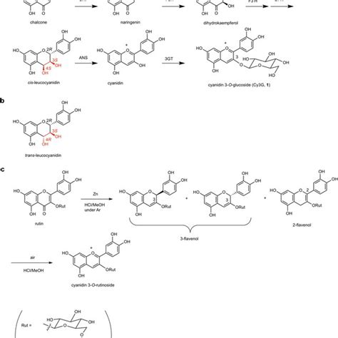 Late Steps In The Biosynthetic Pathway Of Cyanidin 3 O Glucoside 1