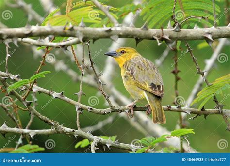 Yellow House Finch, South Africa Stock Image - Image of finch, sitting