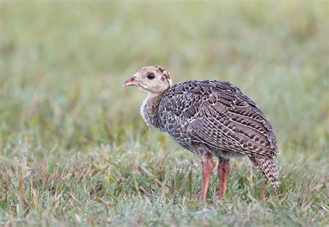 Poult Arthur Morrisbirds As Art