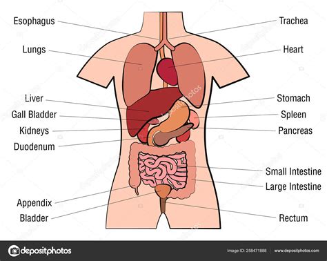 Human Internal Organs Diagram Labeled