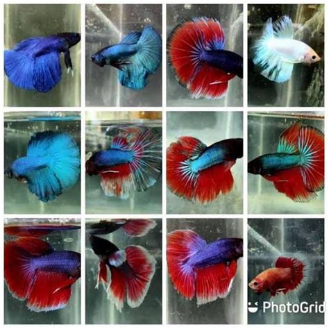 Jual IKAN HIAS CUPANG HALFMOON HALF MOON BETTA Kota Bandung JN