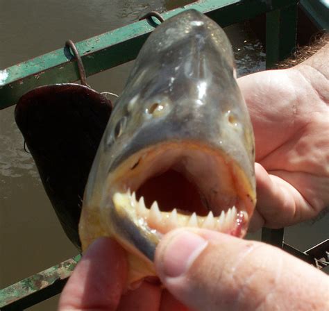 Piranha fish - Amazing Piranha Facts, Images, Information, Habitats ...