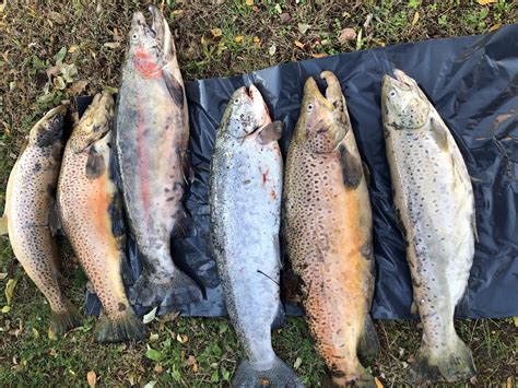 Caught these upstate NY : r/Fishing