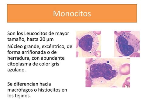 Histolog A M Dula Sea Y Sangre Ppt