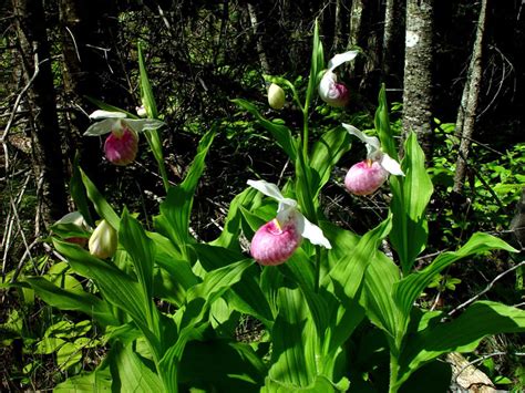 Showy Ladys Slipper