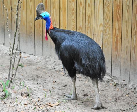 Southern Cassowary Casuarius Casuarius The Southern Cass Flickr