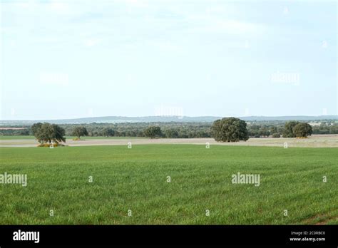 Green meadow landscape Stock Photo - Alamy