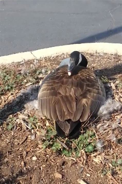 Hissing Goose Youtube