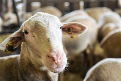 La passion des éleveurs le soin des brebis Lacaune La Bergerie