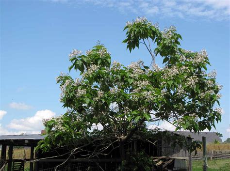 Catalpa Tree – Rural Ramblings…