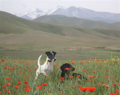 Фото фокстерьера (150 фотографий)