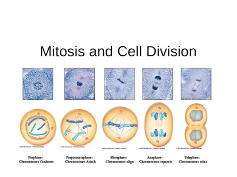 Pptx Mitosis And Cell Division Mitosis Cells Divide To Make More