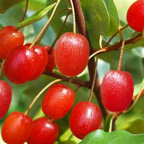 Goumi fruit | Nutrition facts-Goumi fruit | Health benefits