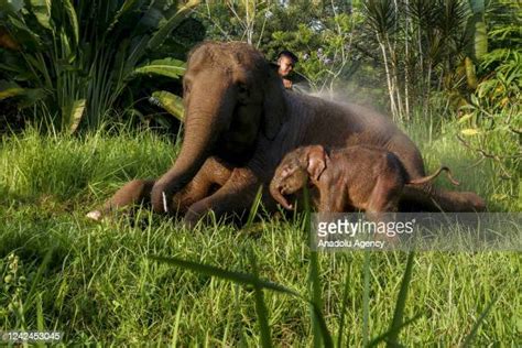 196 Mating Elephants Stock Photos, High-Res Pictures, and Images ...