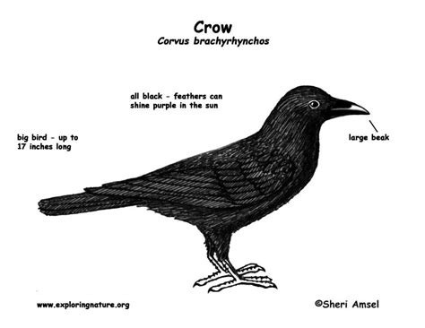 Crow