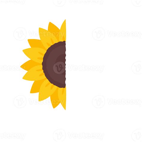 blooming yellow sunflowers full of sunflower seeds inside for